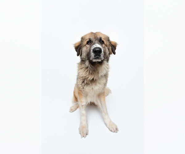 Medium Photo #5 Anatolian Shepherd-Unknown Mix Puppy For Sale in Houston, TX, USA