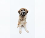 Small #4 Anatolian Shepherd Mix