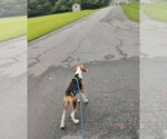 Small #7 Beagle Mix