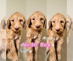 Puppy Puppy 10 Labradoodle-Poodle (Standard) Mix