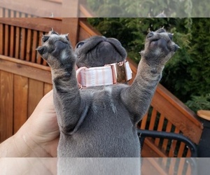 French Bulldog Puppy for sale in SAINT FRANCISVILLE, LA, USA