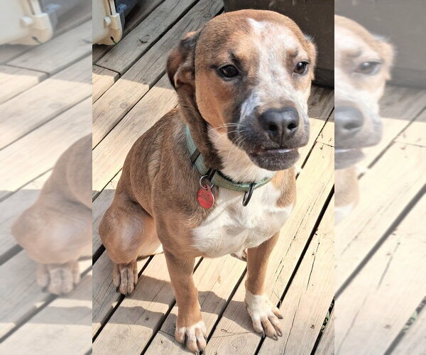 Medium Photo #1 Mutt Puppy For Sale in Boston, MA, USA