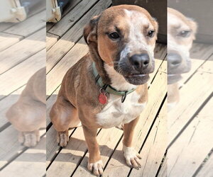 Mutt Dogs for adoption in Boston, MA, USA