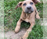 Small Photo #3 America Bandogge Mastiff Puppy For Sale in JOLIET, IL, USA