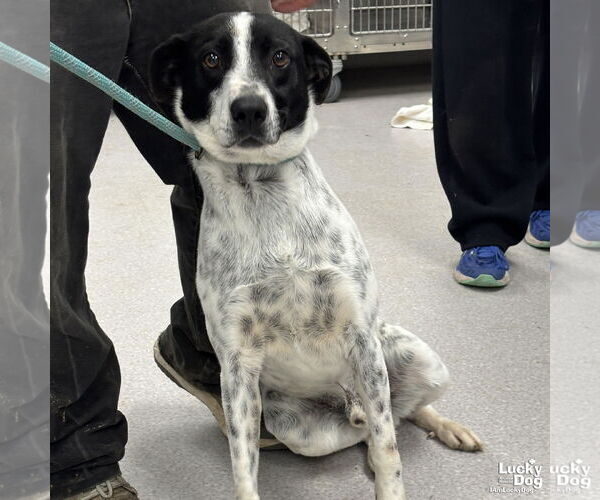 Medium Photo #3 Mutt Puppy For Sale in Washington, DC, USA