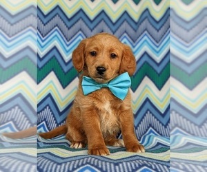 Labradoodle-Poodle (Miniature) Mix Puppy for sale in KIRKWOOD, PA, USA