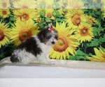 Birdie - Female Goldendoodle (Miniature) Puppy for Sale - Photo #15