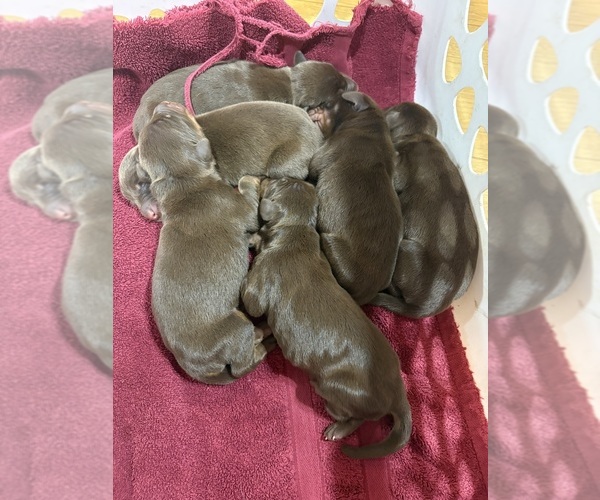 Medium Photo #24 Doberman Pinscher Puppy For Sale in LIVINGSTON, LA, USA