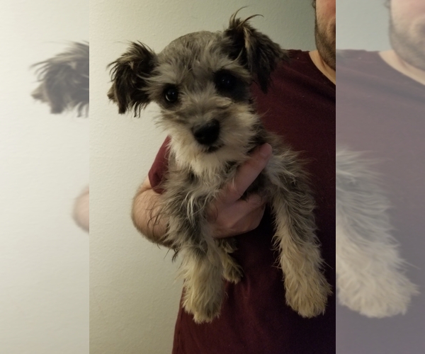 Medium Photo #11 Schnauzer (Miniature) Puppy For Sale in CANBY, OR, USA