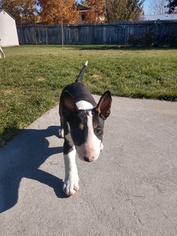 Bull Terrier Puppy for sale in IDAHO FALLS, ID, USA