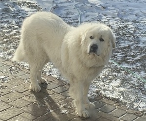 Father of the Great Pyrenees puppies born on 02/09/2026
