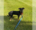 Small Photo #2 Chiweenie Puppy For Sale in Plainfield, IL, USA