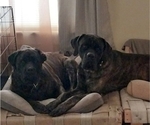 Small #13 Mastiff
