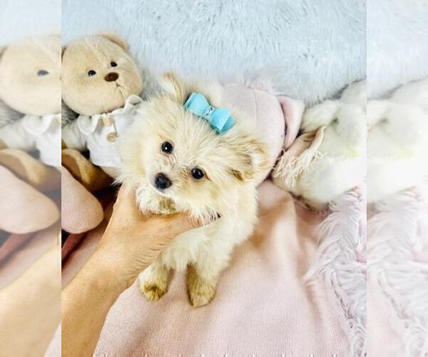 Medium Photo #1 Pomeranian Puppy For Sale in DACULA, GA, USA