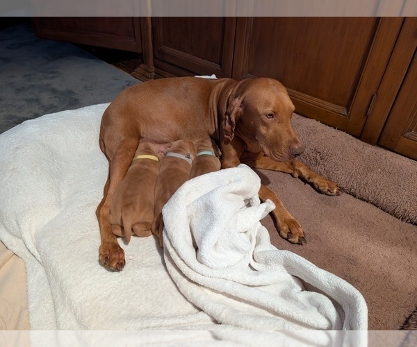 Medium Photo #8 Vizsla Puppy For Sale in LOS GATOS, CA, USA