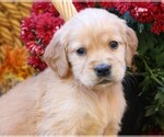 Puppy Belle Golden Irish