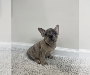 French Bulldog Puppy for sale in CHARLESTON, SC, USA