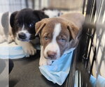 Small Photo #2 Mutt Puppy For Sale in Fargo, ND, USA