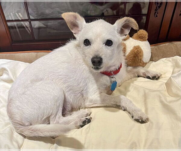 Medium Photo #3 Mutt Puppy For Sale in Arlington, VA, USA