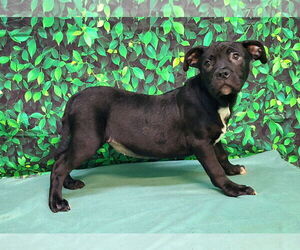 Bulldog-Unknown Mix Dogs for adoption in Wetumpka, AL, USA