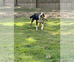 Small #2 Treeing Walker Coonhound Mix