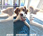 Small #1 Brittany Mix
