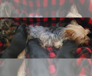 Yorkshire Terrier Puppy for Sale in AKRON, Ohio USA