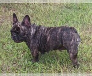 Mother of the French Bulldog puppies born on 02/19/2025