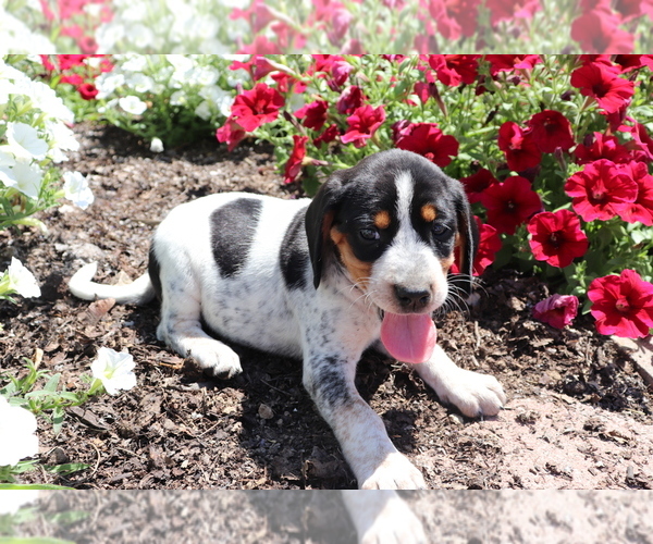 Medium Photo #1 Bluetick Coonhound-English Springer Spaniel Mix Puppy For Sale in SHILOH, OH, USA
