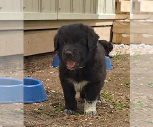 Border Collie-Golden Retriever Mix Dog for Adoption in FAIRMONT, West Virginia USA