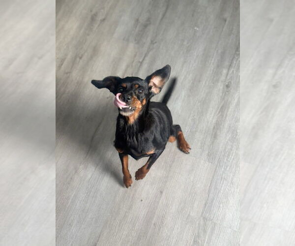 Medium Photo #4 Chihuahua-Unknown Mix Puppy For Sale in Oak Bluffs, MA, USA