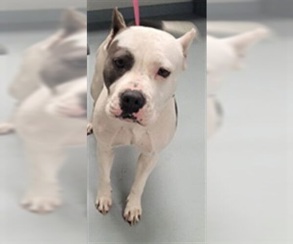 Medium Photo #1 Mutt Puppy For Sale in St. Cloud, FL, USA