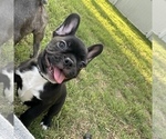 Puppy Puppy 3 French Bulldog