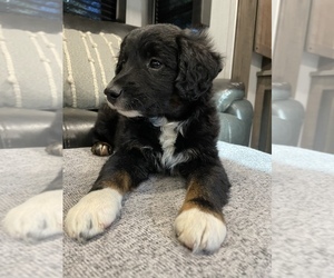 Aussiedoodle Puppy for sale in MARSHFIELD, MO, USA