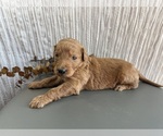 Puppy Rye Goldendoodle