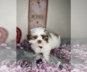 Shih-Poo Puppy for sale in INDIANAPOLIS, IN, USA
