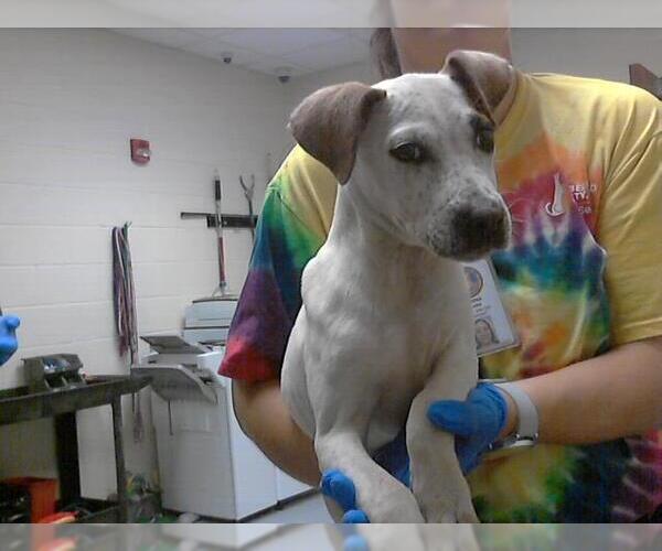 Medium Photo #1 American Pit Bull Terrier-Unknown Mix Puppy For Sale in Fayetteville, NC, USA