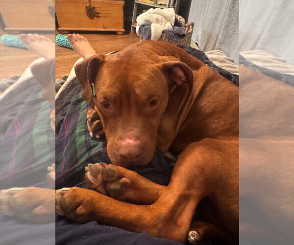 Medium Photo #6 American Staffordshire Terrier Puppy For Sale in Sayreville, NJ, NJ, USA