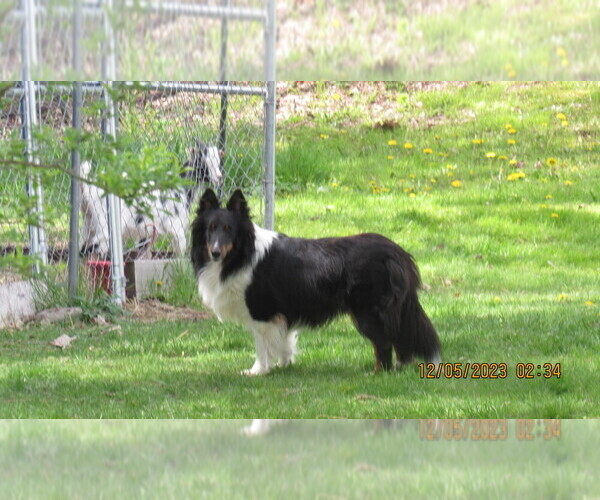 Medium Photo #1 Shetland Sheepdog Puppy For Sale in BAINBRIDGE, NY, USA