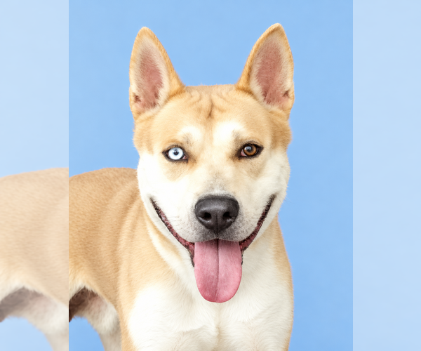 Medium Photo #1 Siberian Husky Puppy For Sale in Pasadena, CA, USA