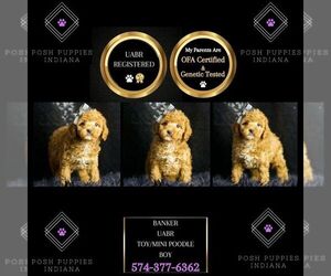 Poodle (Toy) Puppy for sale in WARSAW, IN, USA