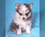 Small Photo #23 Pomsky Puppy For Sale in RAMONA, CA, USA