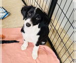 Small #2 Border Collie Mix