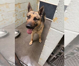 German Shepherd Dog Dogs for adoption in Stockton, CA, USA