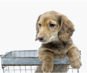 Dachshund Puppy for sale in JOSHUA, TX, USA