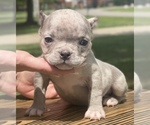 Small Photo #1 American Bully Puppy For Sale in MURFREESBORO, TN, USA