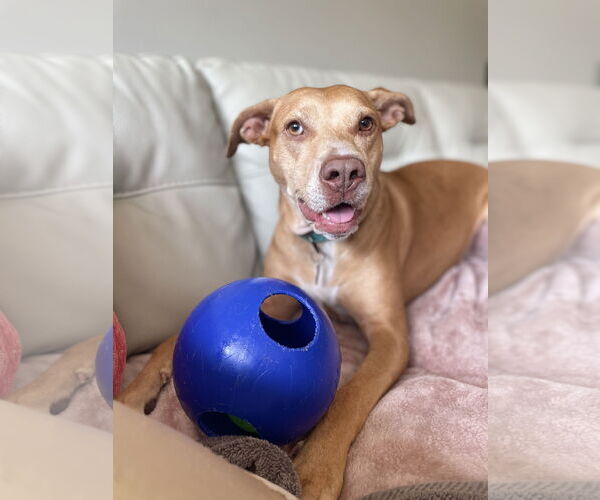 Medium Photo #2 American Staffordshire Terrier-Vizsla Mix Puppy For Sale in Arlington, VA, USA