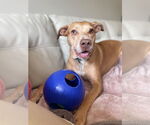 Small #1 American Staffordshire Terrier-Vizsla Mix
