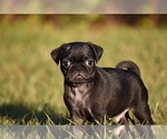 Small #2 Pug