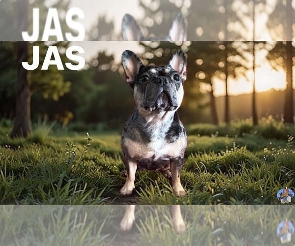 Medium Photo #1 French Bulldog Puppy For Sale in BROOKLYN, NY, USA